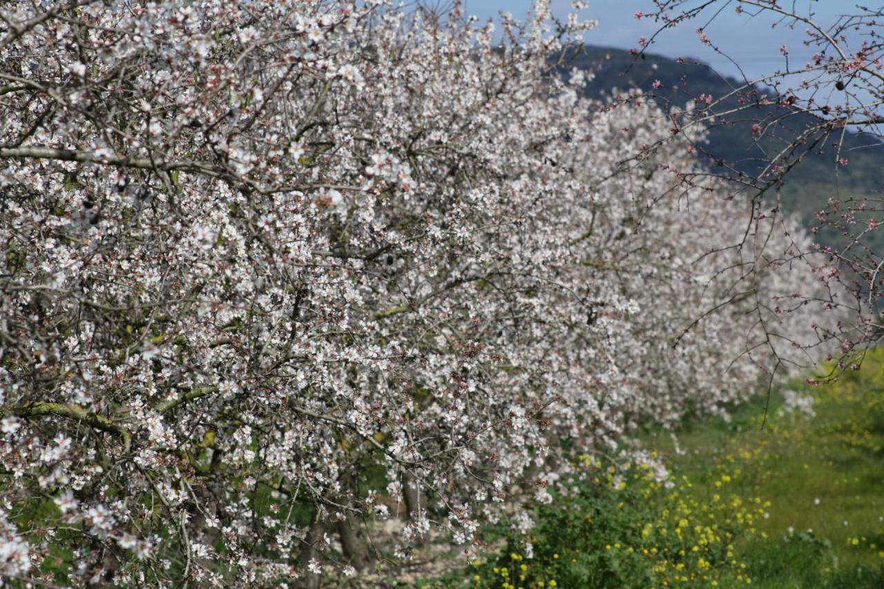 138 Finca Els Olivers Et1083 By Mallorca Charme Alcúdia Eksteriør bilde